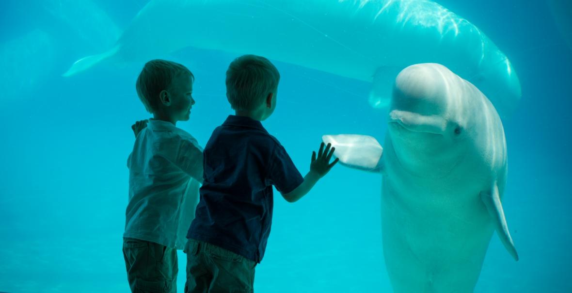 marineland.ca MarineLand Park, Niagara Falls marineland.ca MarineLand Park, Niagara Falls