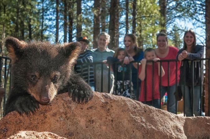 بیریزونا در آریزونا بیریزونا در آریزونا